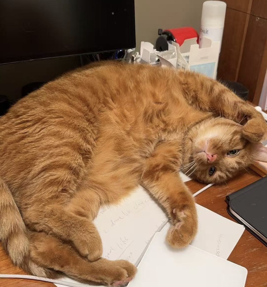 catlover
